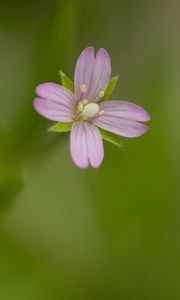 Preview wallpaper fireweed, flower, petals, macro