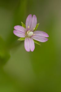 Preview wallpaper fireweed, flower, petals, macro