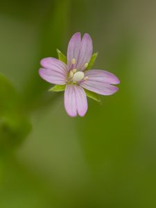 Preview wallpaper fireweed, flower, petals, macro