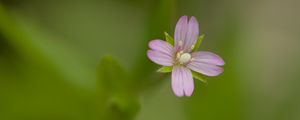 Preview wallpaper fireweed, flower, petals, macro