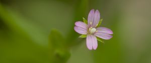 Preview wallpaper fireweed, flower, petals, macro