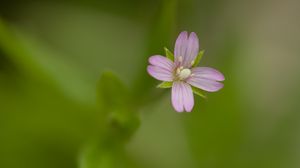 Preview wallpaper fireweed, flower, petals, macro