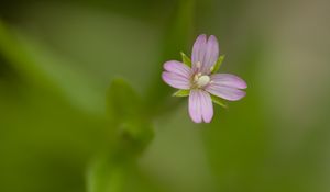 Preview wallpaper fireweed, flower, petals, macro