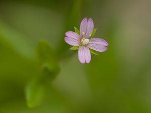 Preview wallpaper fireweed, flower, petals, macro