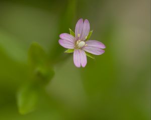 Preview wallpaper fireweed, flower, petals, macro