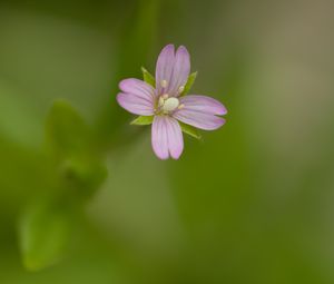 Preview wallpaper fireweed, flower, petals, macro