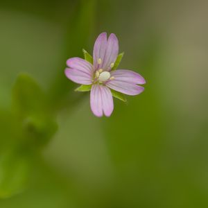 Preview wallpaper fireweed, flower, petals, macro