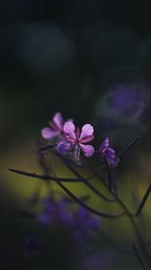 Preview wallpaper fireweed, flowers, branch, blur