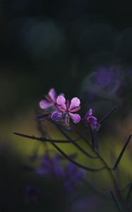 Preview wallpaper fireweed, flowers, branch, blur