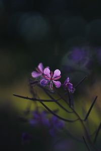 Preview wallpaper fireweed, flowers, branch, blur