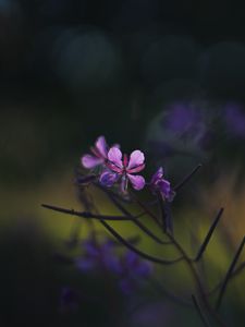 Preview wallpaper fireweed, flowers, branch, blur