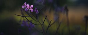 Preview wallpaper fireweed, flowers, branch, blur