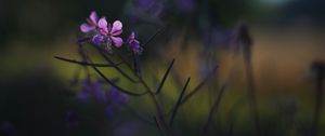 Preview wallpaper fireweed, flowers, branch, blur