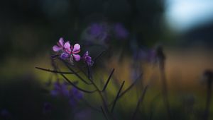 Preview wallpaper fireweed, flowers, branch, blur