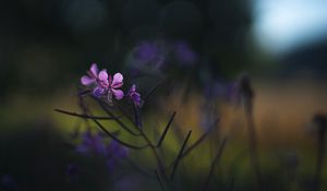 Preview wallpaper fireweed, flowers, branch, blur