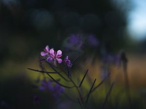 Preview wallpaper fireweed, flowers, branch, blur