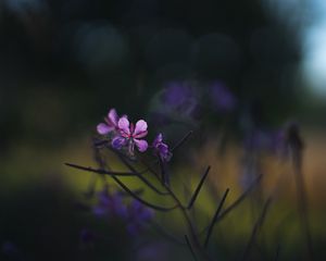 Preview wallpaper fireweed, flowers, branch, blur