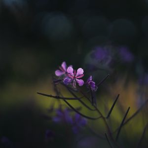 Preview wallpaper fireweed, flowers, branch, blur