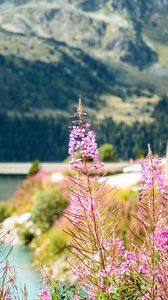 Preview wallpaper fireweed, flowers, leaves, plant