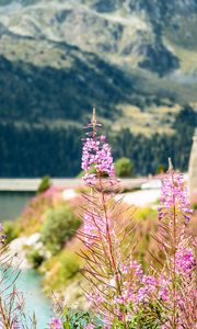 Preview wallpaper fireweed, flowers, leaves, plant