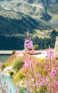 Preview wallpaper fireweed, flowers, leaves, plant