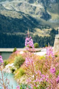 Preview wallpaper fireweed, flowers, leaves, plant