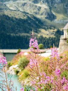 Preview wallpaper fireweed, flowers, leaves, plant