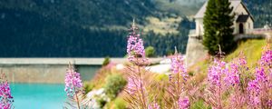 Preview wallpaper fireweed, flowers, leaves, plant