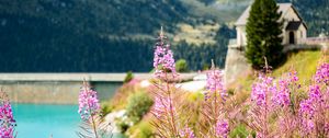 Preview wallpaper fireweed, flowers, leaves, plant