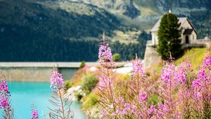 Preview wallpaper fireweed, flowers, leaves, plant