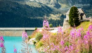 Preview wallpaper fireweed, flowers, leaves, plant