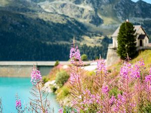 Preview wallpaper fireweed, flowers, leaves, plant