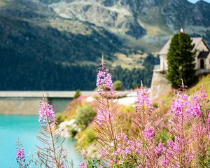 Preview wallpaper fireweed, flowers, leaves, plant