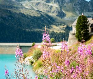 Preview wallpaper fireweed, flowers, leaves, plant