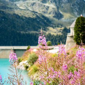 Preview wallpaper fireweed, flowers, leaves, plant