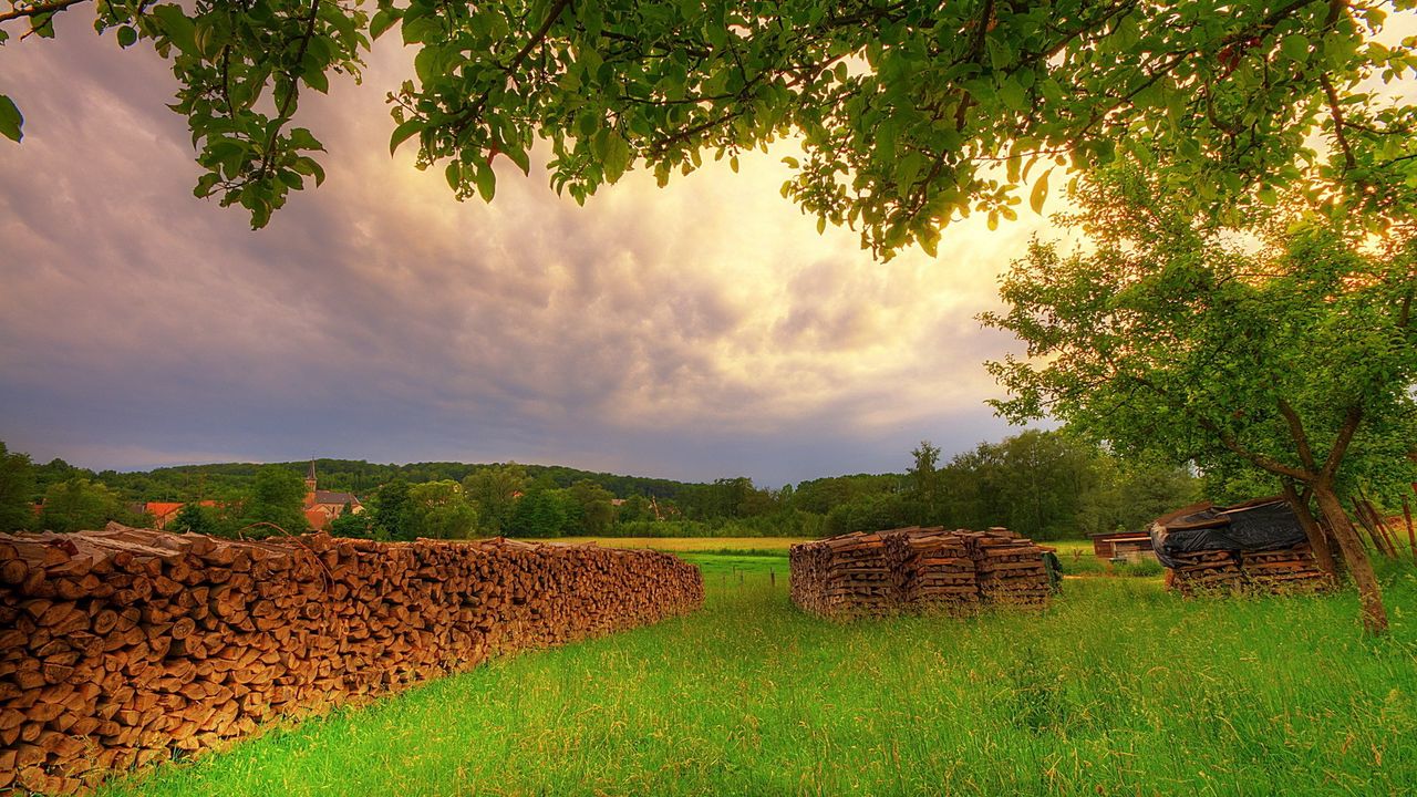 Wallpaper firewood, tree, branches, meadow, glade, summer vacation