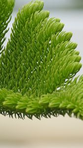 Preview wallpaper fir-needle, branch, needles