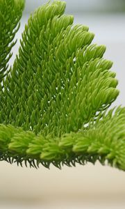 Preview wallpaper fir-needle, branch, needles