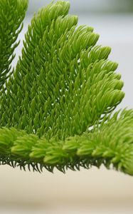 Preview wallpaper fir-needle, branch, needles