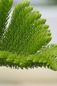 Preview wallpaper fir-needle, branch, needles