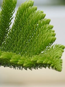 Preview wallpaper fir-needle, branch, needles