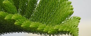 Preview wallpaper fir-needle, branch, needles