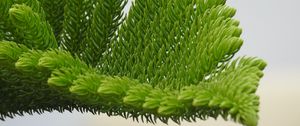 Preview wallpaper fir-needle, branch, needles
