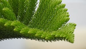 Preview wallpaper fir-needle, branch, needles