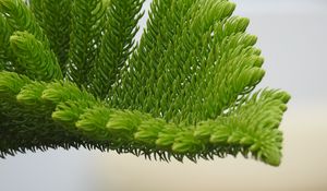 Preview wallpaper fir-needle, branch, needles