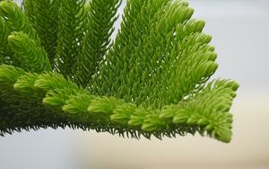 Preview wallpaper fir-needle, branch, needles