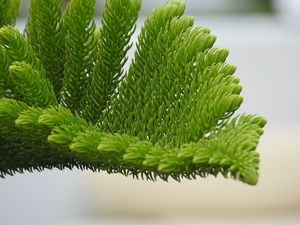 Preview wallpaper fir-needle, branch, needles
