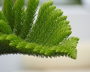 Preview wallpaper fir-needle, branch, needles