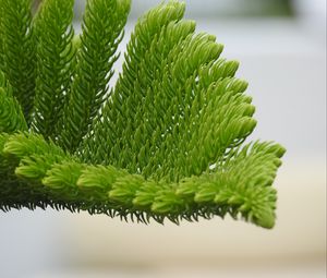 Preview wallpaper fir-needle, branch, needles