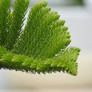 Preview wallpaper fir-needle, branch, needles